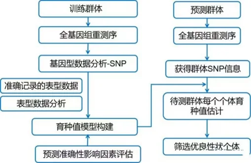 全基因组重测序分析流程